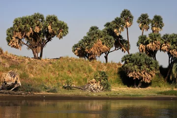 Fototapete Rund Rives du Nil © Pierre-Jean DURIEU