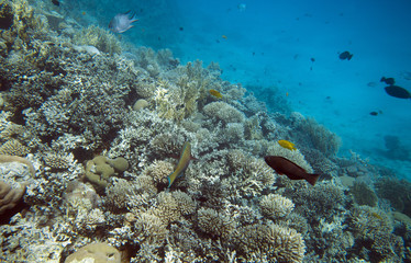 Obraz na płótnie Canvas Coral reef in Egypt