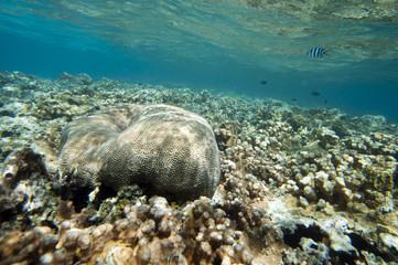 coral coast