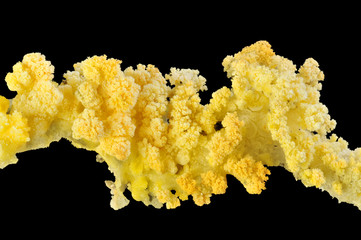 Sulphur deposit from Hawaii. Infinite depth of focus.