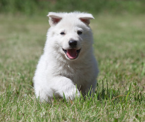 White Swiss Shepherd`s puppy