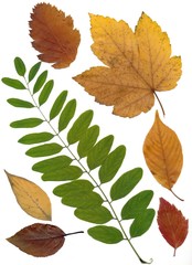 various leaves