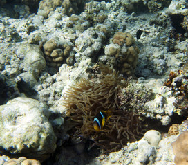 Fototapeta na wymiar coral coast