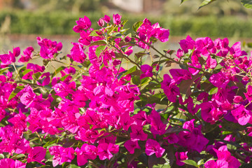 petites feleurs mauves