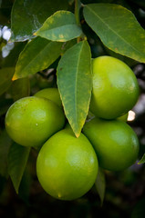 Green Unripe Lemons Still on the Tree
