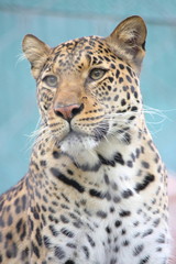 Leopard Gazing