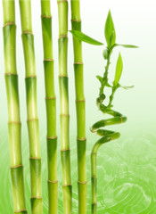 Fototapeta na wymiar bamboo and water