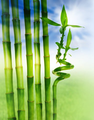 Fototapeta na wymiar spring bamboo