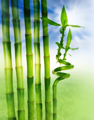 spring bamboo