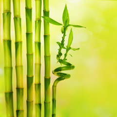 Fototapeta na wymiar bamboo on colored background