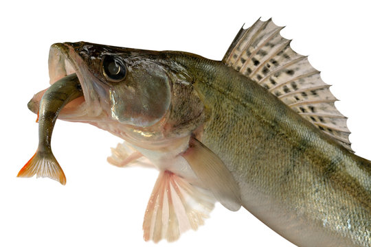 Pike Perch