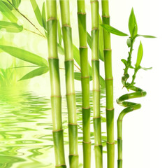 bamboo and water