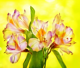 Obraz na płótnie Canvas Alstroemeria lily