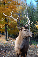 Elk