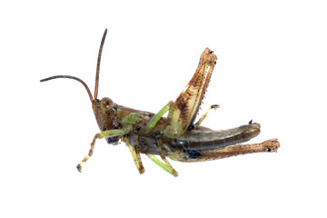grasshopper isolated