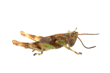 grasshopper isolated