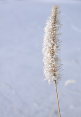 Frost on Ornamental Grass