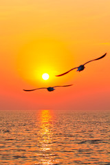 Plakaty  Latające ptaki o zachodzie słońca2
