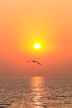 Flying bird with sunset