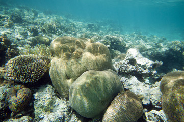 coral coast