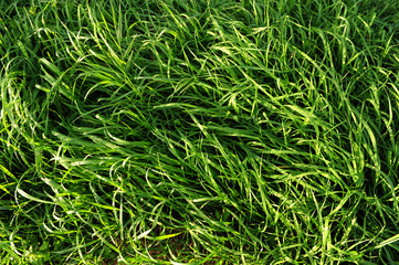 prato paesaggio 1312