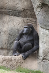 Lowland Gorilla