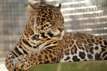Jaguar Relaxing