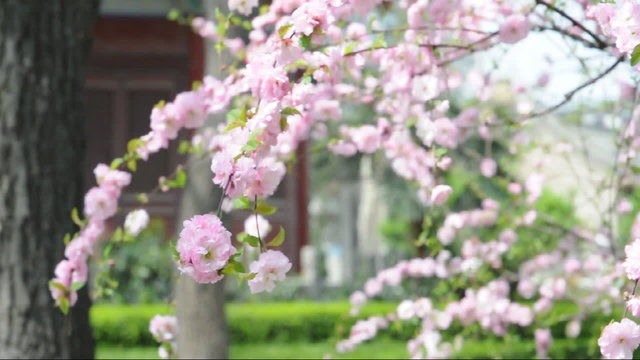 flower and chinese building