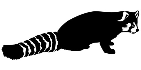 lesser panda © Oleksandr Rozhkov