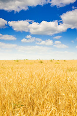 rye field and cloudy sky