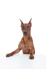Miniature Pinscher.