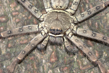 animal giant spider