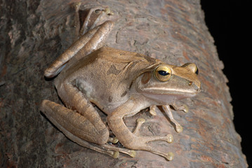tree frog
