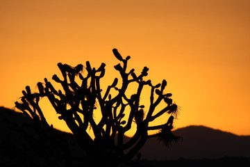 Joshua Tree bei Sonnenuntergang