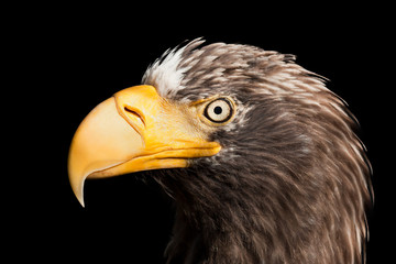 Eagle bird