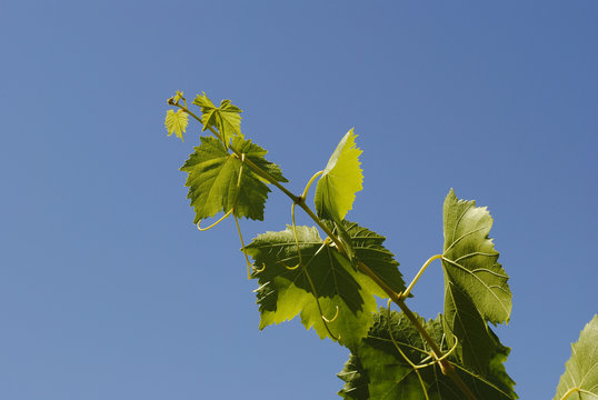 Hojas de parra mirando al cielo.