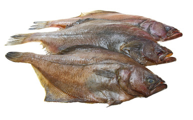 Four fresh flounder fishes