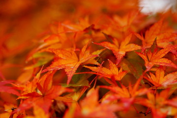紅葉 (小石川植物園)