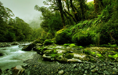 tropical creek