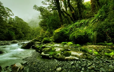 Zelfklevend Fotobehang tropical creek © Christopher Meder