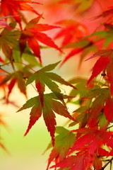 紅葉 (小石川植物園)