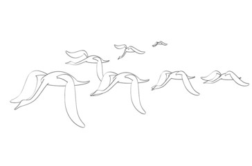vectorillustration  birds migration on white