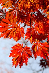 紅葉 (東京・上野公園)