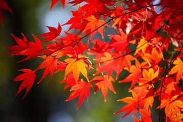 紅葉 (東京・上野公園)