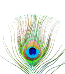 peacock plume on white close-up