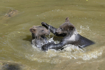 Fototapeta premium Jungbären im Wasser