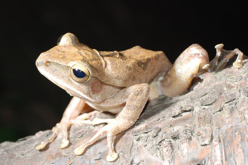 tree frog