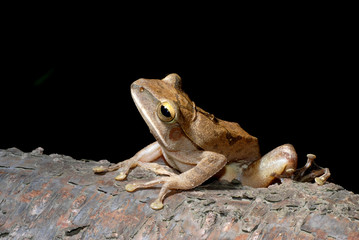 tree frog