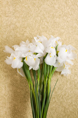 iris flowers on background