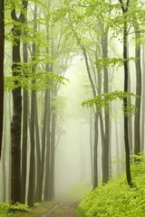 Selbstklebende Fototapeten Mountain trail in misty spring forest during rainfall © Aniszewski